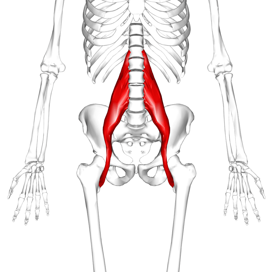 Psoas major