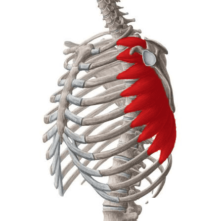 Serratus anterior