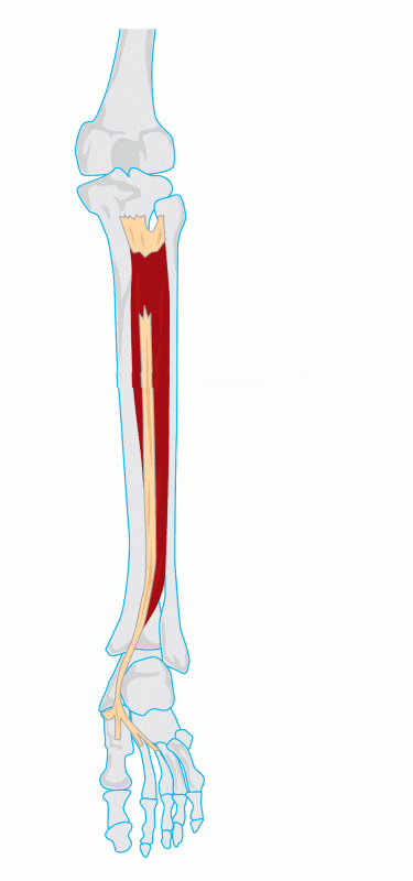 Tibialis posterior